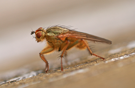 Dungfliege (Scatophaga stercororia) - © Emanuel Trummer
